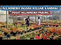 Download Lagu Stok jagoan keluar kandang rahasia, Pusat Aglaonema Parung