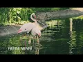Bebeğin Beşiği Camdan - Ninnilerle Rüyalar