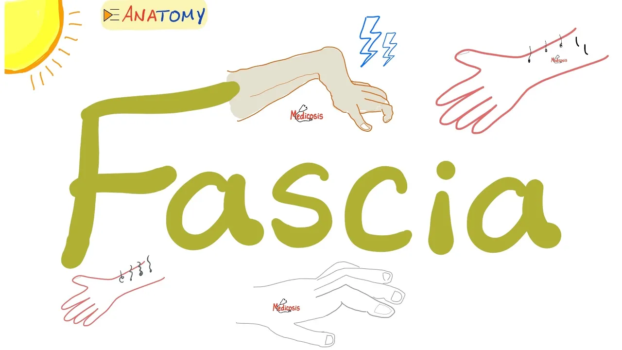 Fascia | Anatomy Terms | Anatomy Playlist