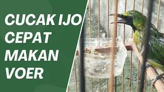 Bikin Cucak Ijo Bahan Cepat Ngevoer