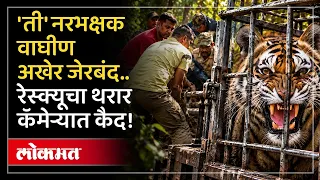 सोनोरी परिसरात दहशत माजवणारी नरभक्षक वाघीण जेरबंद | Man-Eater Tigress Captured in Amravati