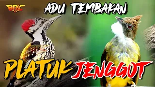 masteran ful adu tembak jenggot vs platuk bawan super panas