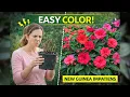 New Guinea Impatiens Huge Color with Almost No Work