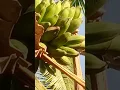 Download Lagu PISANG SUPER KEPOK PZLEMBANG