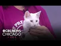 Adopt from Barb s Precious Rescue