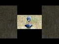 Download Lagu Greyheaded Swamphen mating
