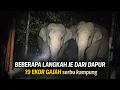 Lagu GEMPAR ‼️ SEKUMPULAN 19 EKOR GAJAH LIAR MASUK.KAMPUNG DI GUA MUSANG, KELANTAN
