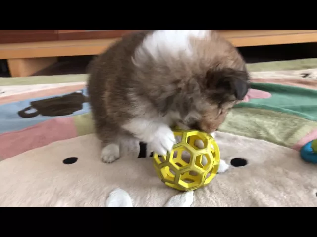 動画