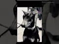 Chico Diablo seeking Experienced Family www caffeinatedcaninerescue org