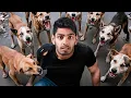 Download Lagu India's Deadly Stray Dogs