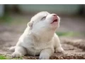 Download Lagu Cute Puppies Howling Compilation 2016 [Cuteness Overload]