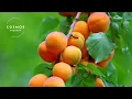 Apricot A Sweet Taste of History A Short Documentary