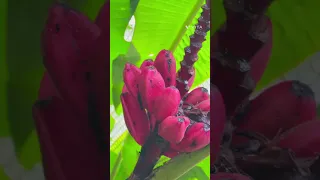 Rain forest in CostaRica | অসমৰ কাৰ্বি আংলং যেন ঠাইবোৰ | ChefBB’SKitchen