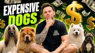 6 Dog Breeds That Will Drain Your Bank Account
