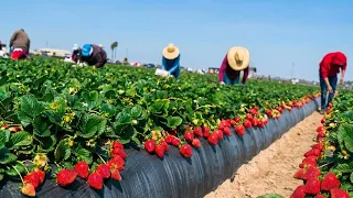 COMO se PRODUCEN las FRESAS🍓| ASÍ se COSECHAN y PROCESAN MILES de MILLONES de FRESAS