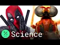 Download Lagu Australian Scientists Name Newly Discovered Insects After Marvel Characters