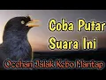 Lagu BUKA PARUH | Masteran Jalak Kebo Mata Kuning,Putar Suara Ini Pagi Sore Dan Malam Hari.Di Jamin Gacor