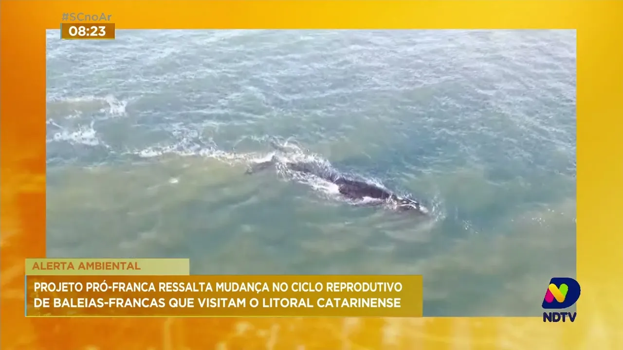 Primeiras baleias da temporada são avistadas na Praia da Vila, em Imbituba