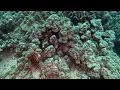 Full dive on Horseshoe Reef Honolulu 9 May 2024 with Aloha Scuba Diving Company