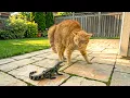 Hilarious Cat \u0026 Wild Animal Videos 😹 Funny and Unexpected Encounters 😂