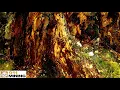 Gold Bearing Oxidized Schist Rock