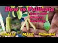 How to Pollinate Sugar Apple Atemoya Cherimoya Flowers for Maximum Fruit Set