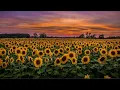 Download Lagu Rex Orange County - Sunflower (𝓼𝓵𝓸𝔀𝓮𝓭 + 𝓻𝓮𝓿𝓮𝓻𝓫𝓮𝓭)