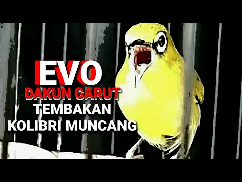 Download MP3 PLECI DAKUN GARUT \