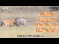 Download Lagu Harimau vs Babi Hutan #alamliar #duniabinatang #animals 