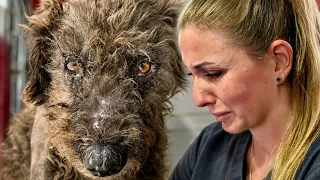 She Felt the Pellets Under His Skin. Her Eyes Filled With Tears