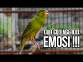 Lagu Burung Kenari Cuit CUIT Super BUNYI, Masteran Kenari PAUD, Pancingan \u0026 Masteran Kenari MACET BUNYI