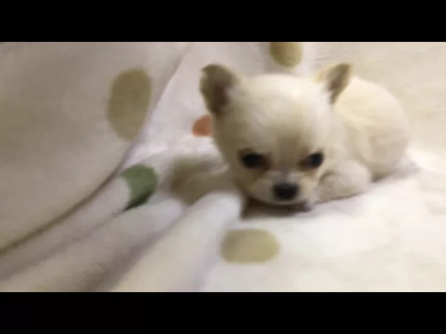 動画