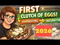 FIRST CLUTCH OF BALL PYTHON EGGS of 2026 From Mom to Incubator