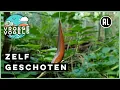 Download Lagu Slak daalt af via slijmdraad | Zelf Geschoten | Vroege Vogels