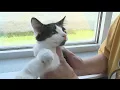 How to help shelters with cat overpopulation during kitten season