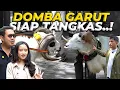 Download Lagu STOP Membuat Kesalahan Ini Saat Memilih Domba Garut!
