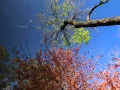 Relaxation The Laura Mitchell Method