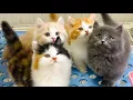 Download Lagu Kortbenige kitten rent door de tuin - Prachtige kattenvideo - Miauwende kat