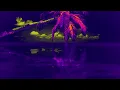 Fella Graciella - Fuego