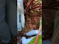 Lagu Baby birds with larvae in their heads/faces, get rescued