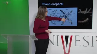 Zoologia de Invertebrados - Aula 25 - Filo Echinodermata I