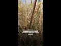 Download Lagu Pemerintah putuskan kenaikan HPP gabah dan jagung