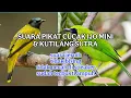 Download Lagu Suara pikat burung cucak ijo mini dan kutilang sutra terbukti ampuh