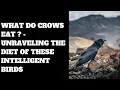 What Do Crows Eat Unraveling the Diet of These Intelligent Birds
