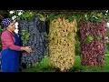 Download Lagu Grape Harvesting and Prepare OLD FASHIONED GRAPE JAM