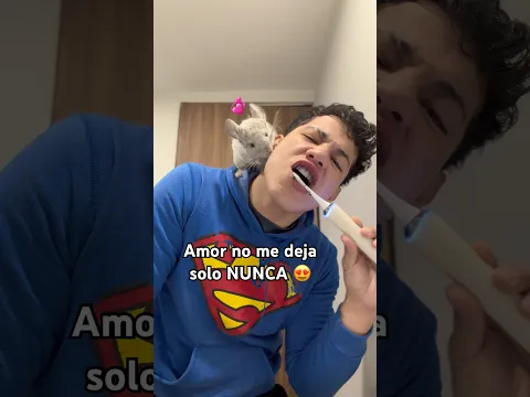 Felipe 🐹 quiere ser el protagonista de todo siempre 🫪 #mascotas #chinchilla #animalestiernos