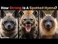 How Strong is a Spotted Hyena Compared to Other Hyenas