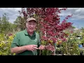 How to Select the Right Tree for the Right Location