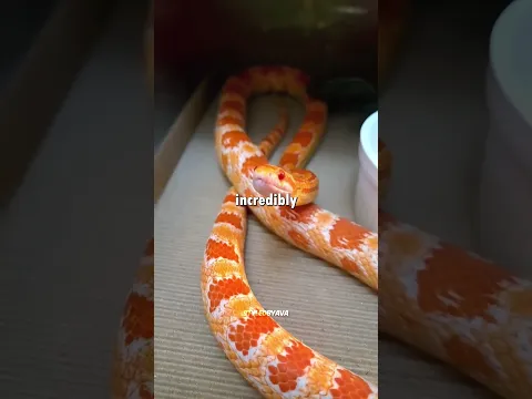 4 Unusual Pets You Should Know About Before Getting One ππ°