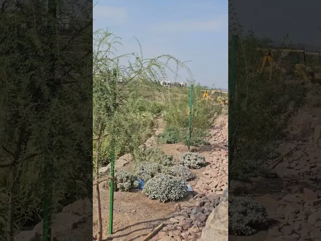 العقيق وادي في السعوديه المدينه المنوره